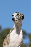 WHIPPET 104